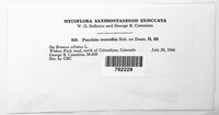 Puccinia recondita image